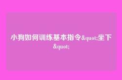 小狗如何训练基本指令"坐下"