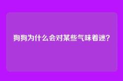 狗狗为什么会对某些气味着迷？