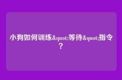 小狗如何训练"等待"指令？