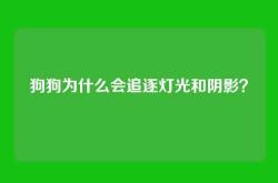 狗狗为什么会追逐灯光和阴影？
