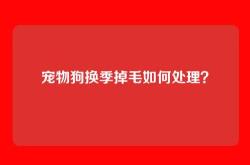 宠物狗换季掉毛如何处理？