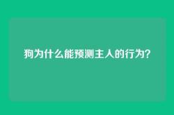 狗为什么能预测主人的行为？