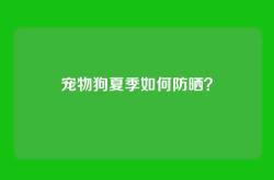 宠物狗夏季如何防晒？