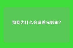 狗狗为什么会追着光影跑？