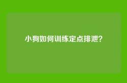 小狗如何训练定点排泄？