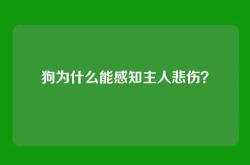 狗为什么能感知主人悲伤？