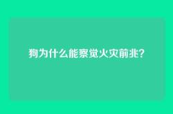 狗为什么能察觉火灾前兆？