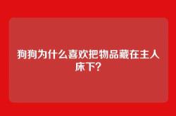狗狗为什么喜欢把物品藏在主人床下？
