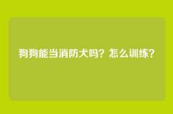 狗狗能当消防犬吗？怎么训练？