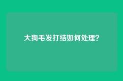 大狗毛发打结如何处理？