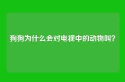 狗狗为什么会对电视中的动物叫？