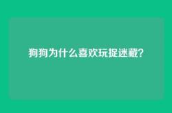 狗狗为什么喜欢玩捉迷藏？