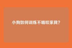 小狗如何训练不啃咬家具？