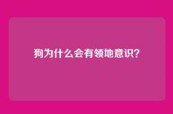 狗为什么会有领地意识？