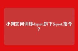 小狗如何训练"趴下"指令？