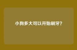 小狗多大可以开始刷牙？
