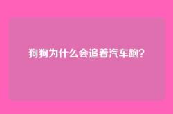狗狗为什么会追着汽车跑？