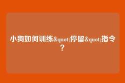 小狗如何训练"停留"指令？