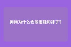狗狗为什么会咬拖鞋和袜子？