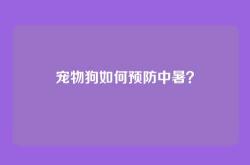 宠物狗如何预防中暑？