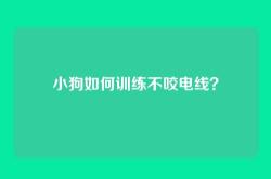小狗如何训练不咬电线？