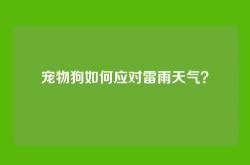 宠物狗如何应对雷雨天气？