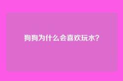 狗狗为什么会喜欢玩水？