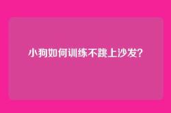 小狗如何训练不跳上沙发？