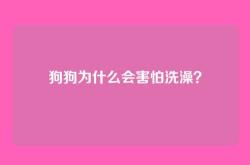 狗狗为什么会害怕洗澡？