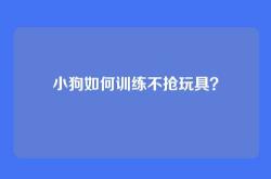 小狗如何训练不抢玩具？