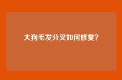 大狗毛发分叉如何修复？