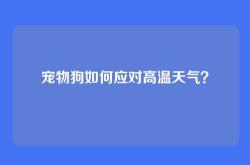 宠物狗如何应对高温天气？