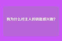 狗为什么对主人的钥匙感兴趣？
