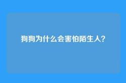 狗狗为什么会害怕陌生人？