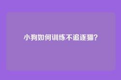 小狗如何训练不追逐猫？