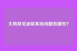 大狗常见泌尿系统问题有哪些？