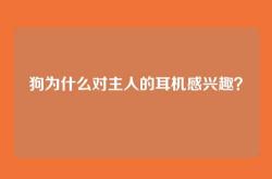 狗为什么对主人的耳机感兴趣？