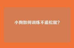 小狗如何训练不追松鼠？