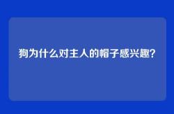 狗为什么对主人的帽子感兴趣？