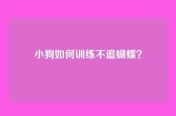 小狗如何训练不追蝴蝶？