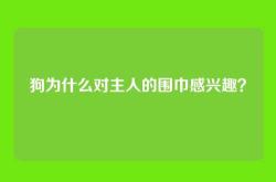 狗为什么对主人的围巾感兴趣？