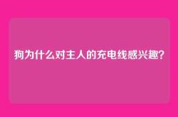 狗为什么对主人的充电线感兴趣？