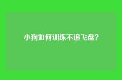 小狗如何训练不追飞盘？