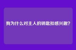 狗为什么对主人的钥匙扣感兴趣？