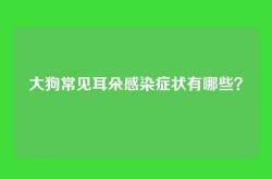 大狗常见耳朵感染症状有哪些？
