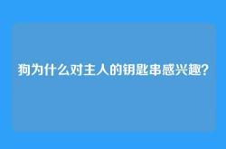狗为什么对主人的钥匙串感兴趣？