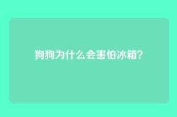 狗狗为什么会害怕冰箱？