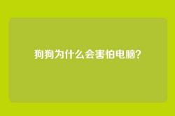 狗狗为什么会害怕电脑？