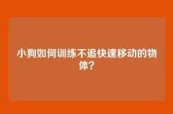 小狗如何训练不追快速移动的物体？