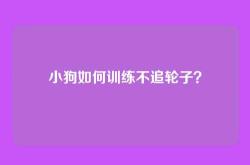 小狗如何训练不追轮子？